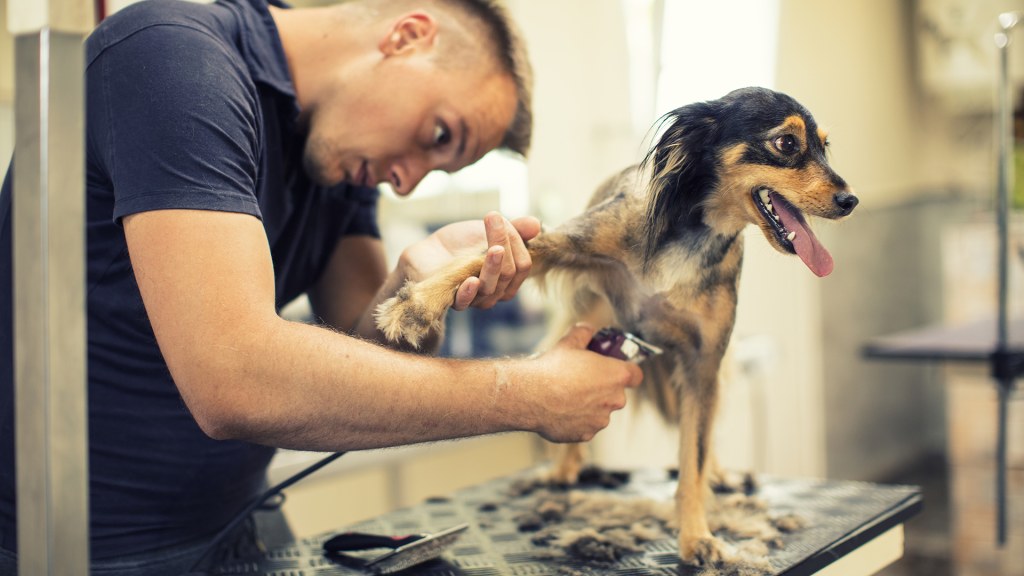 Grooming Services and Your Pet’s Emotional well-being